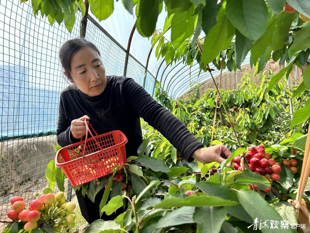 海东乐都大樱桃进入最佳采摘期