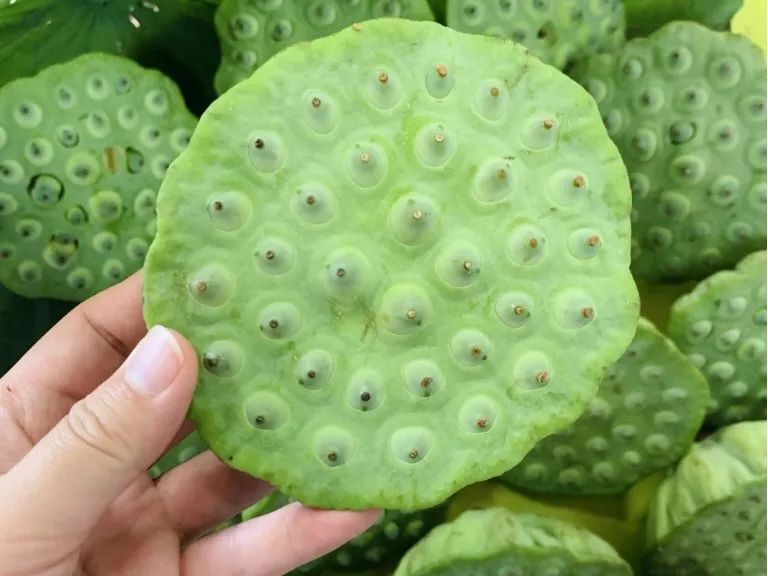 比往年晚了近半个月,品质不错,建德里叶新鲜莲蓬清凉开售!