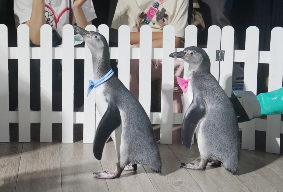 "燕尾服"配领结,企鹅宝宝陪孩子过儿童节