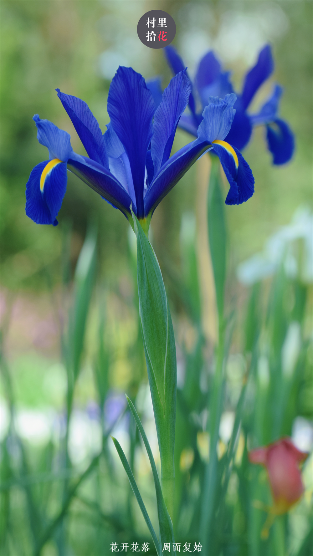 拍都拍了,分享三种不一样的鸢尾花.