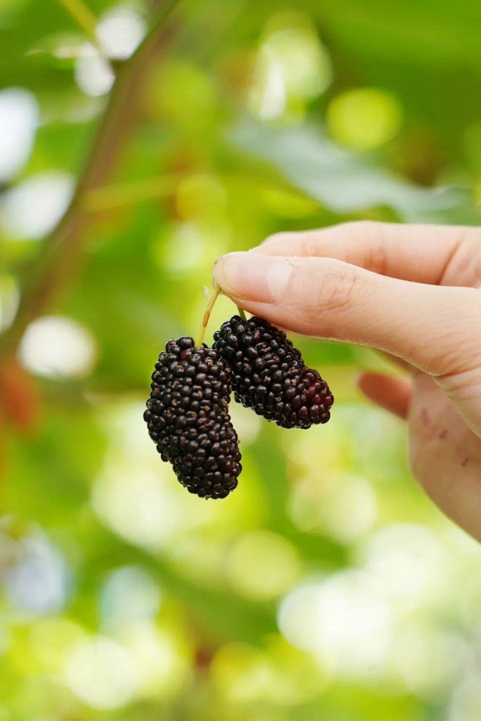 桑葚伴夏来!熬一罐酸甜不腻的果酱,留住"黑不溜秋"的甜蜜诱惑
