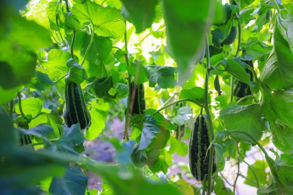 新源县引种博洋蜜"高甜"来袭 新鲜上市