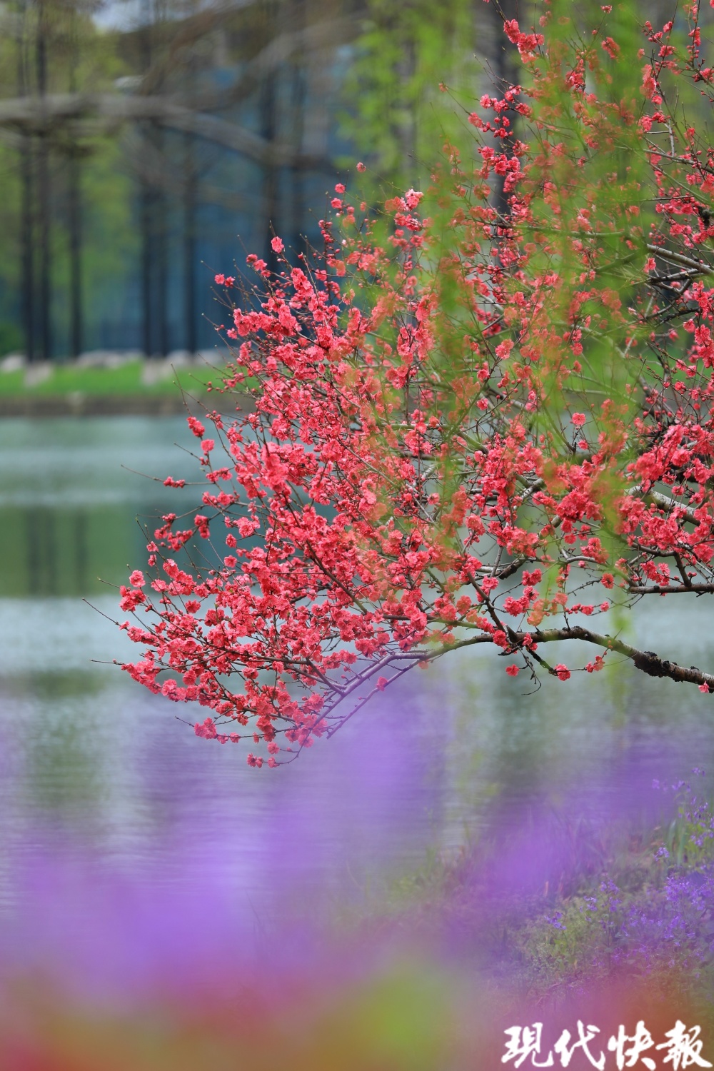 第十二届常州市桃花花会开幕来圩墩遗址公园寻找心中的桃花源