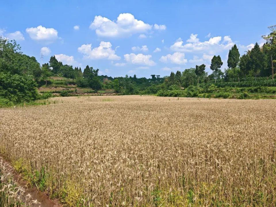 直播预告丨今天上午10点,cctv13特别节目将直播眉山农忙"双抢"