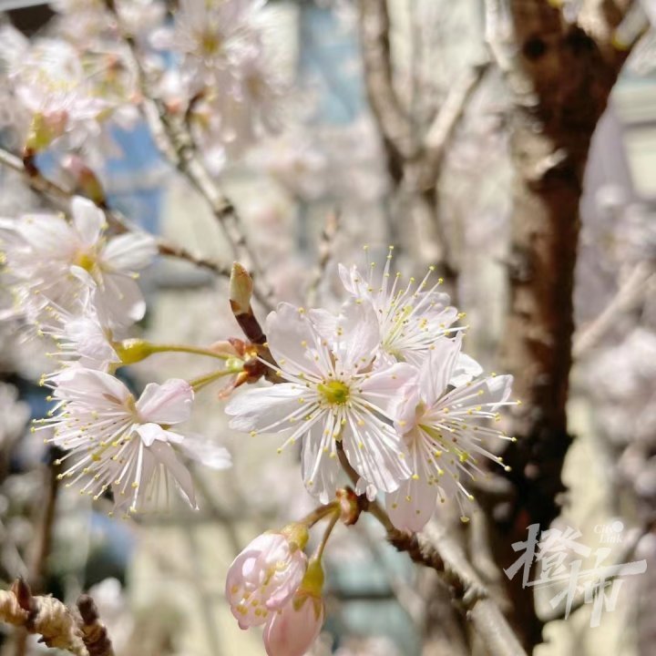 樱花和樱桃花图片