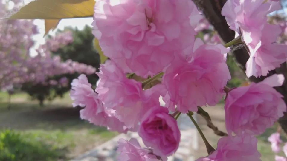春游河北赏百花|河北科技大学樱花盛开 牧星湖畔落下粉色花雨_腾讯