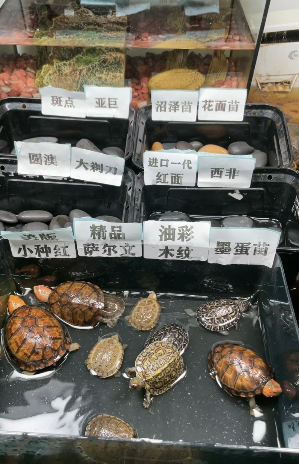 一只乌龟卖几十万：她把养宠物的小众市场，做成了大生意-腾讯新闻