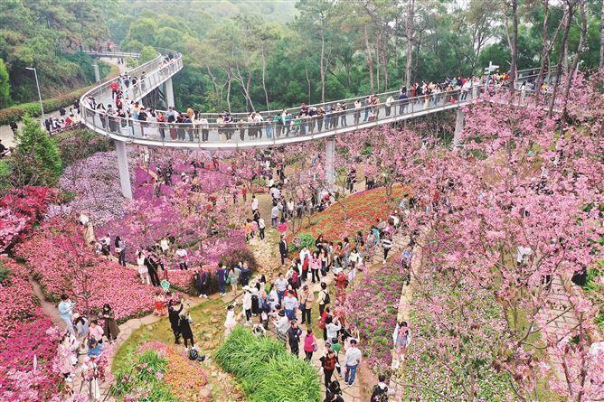 同安樱花谷图片