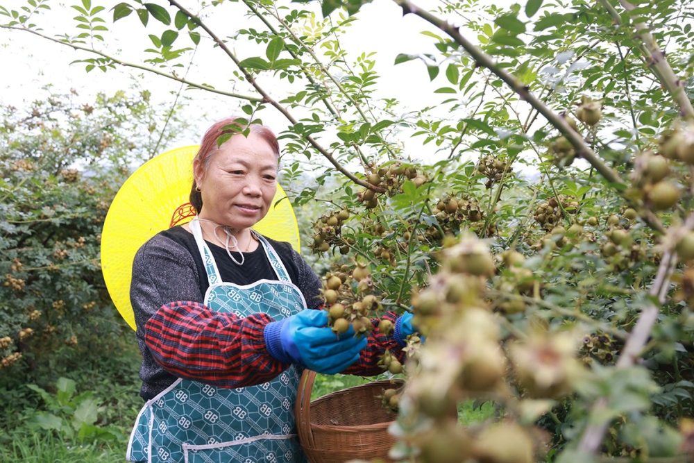 一颗果子撬动5亿产值！安顺金刺梨从山野走向国际大市场_腾讯新闻