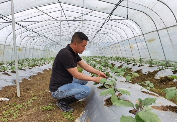 关口街道金口村一处蔬菜种植基地,村民们穿梭忙碌种菜苗,"80后"新农人