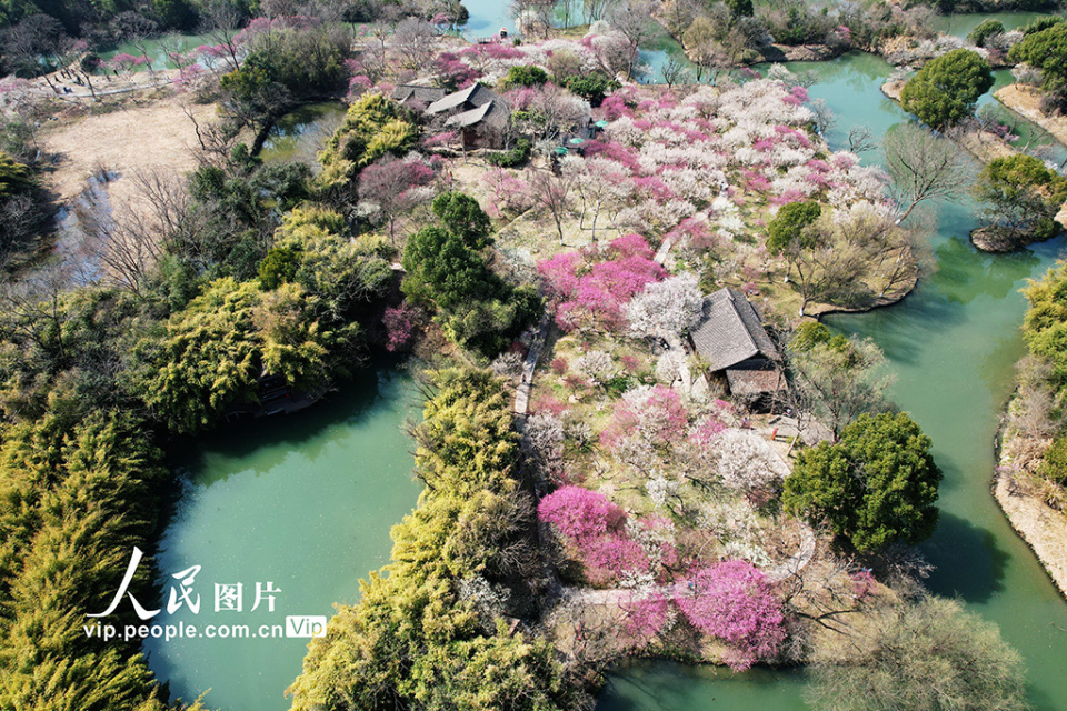 浙江杭州:西溪湿地"曲水寻梅"