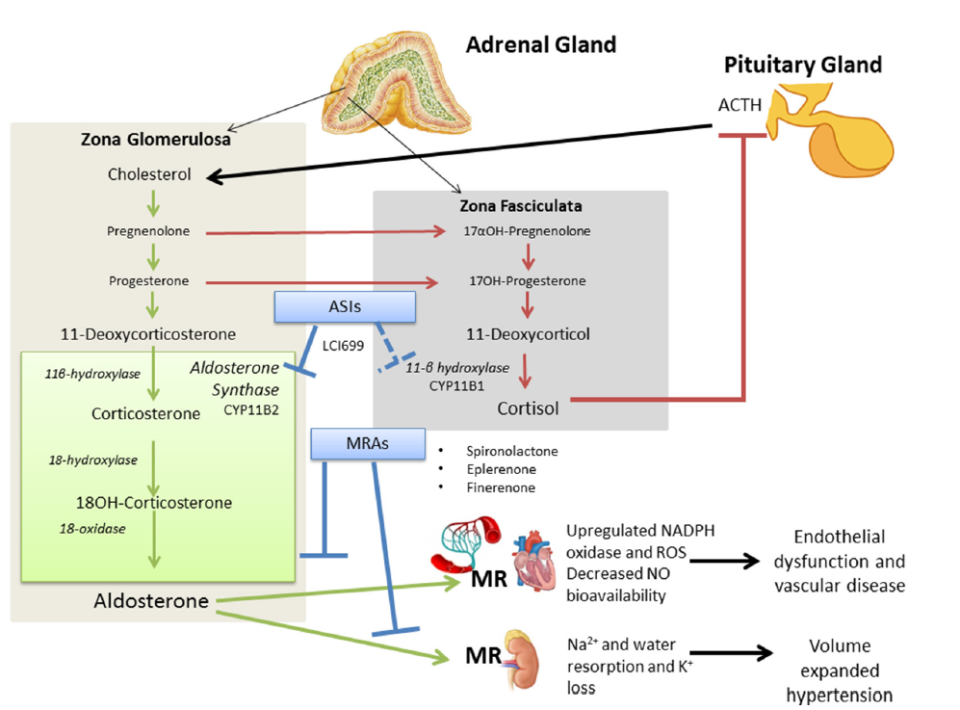 abpm血压怎么看全球高血压用药史转折点：40年首个新靶点药物III期成功_https://www.jmylbn.com_新闻资讯_第25张