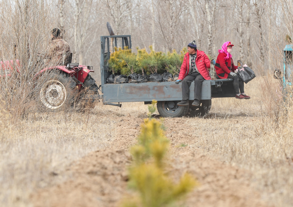3月25日,辽宁省阜新市彰武县大德镇黄花村村民在植树(无人机照片).
