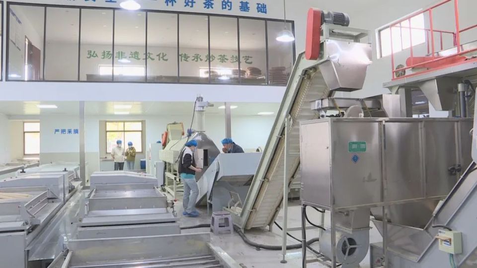 20家茶企竞技"绿杨春早"名茶评比