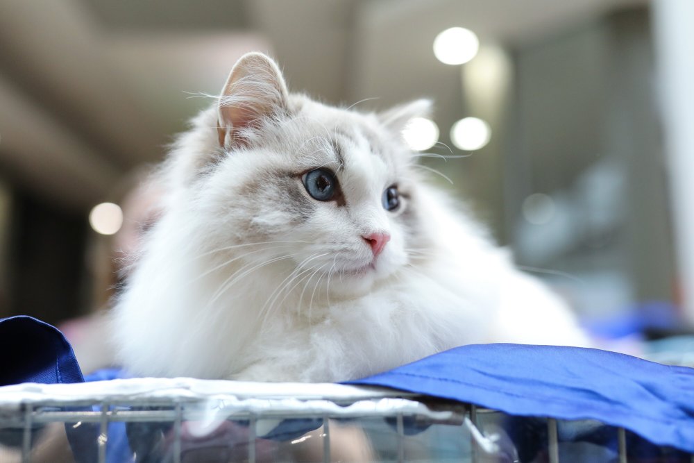 一周看天下丨克罗地亚:萨格勒布举办猫展