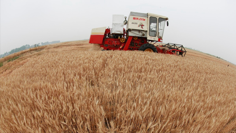 22元;河北衡水以及大名地区,小麦亩产在1100~1200斤左右,廊坊地区亩产