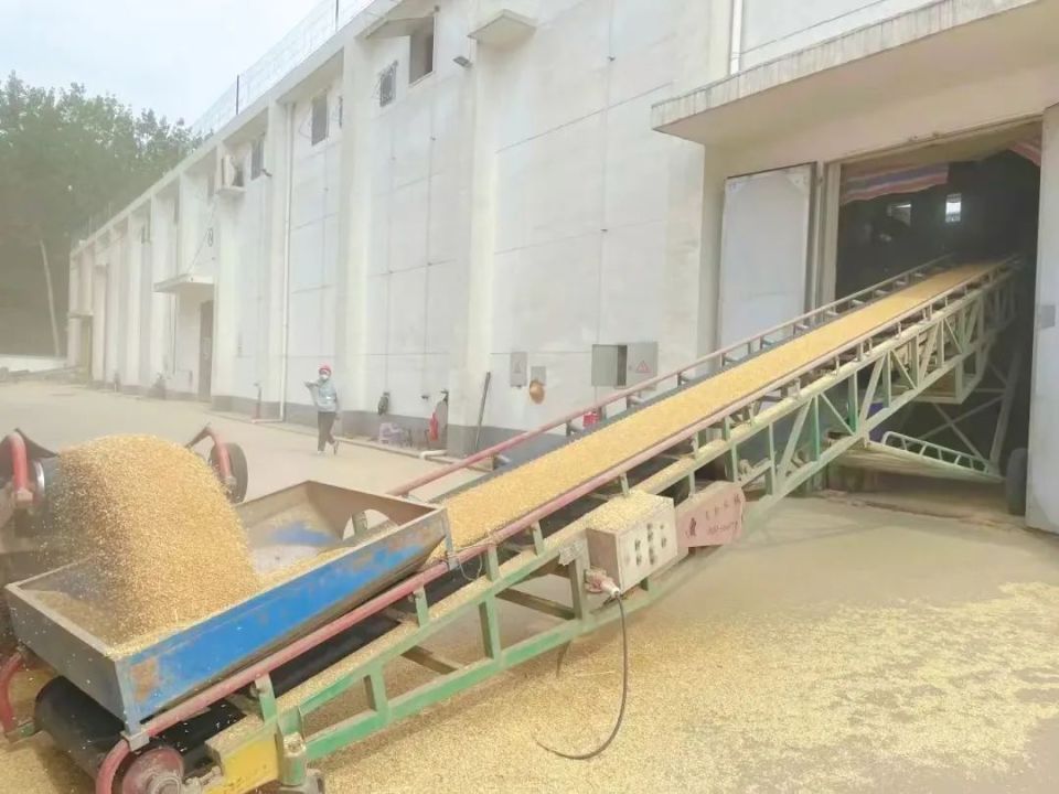 确保夏粮归仓,睢宁这样做.