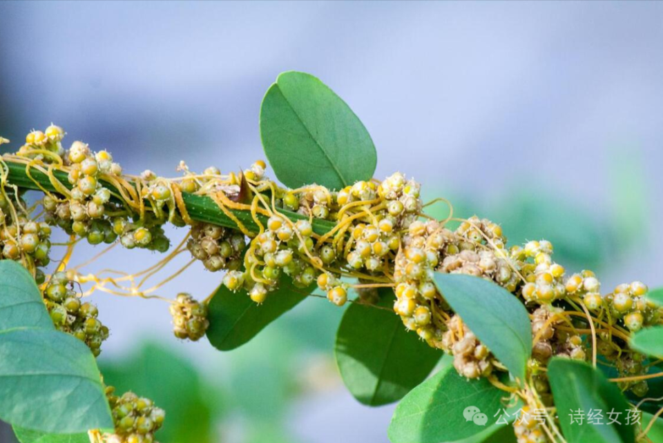 探寻《诗经》里的春光(九):菟丝花_腾讯新闻