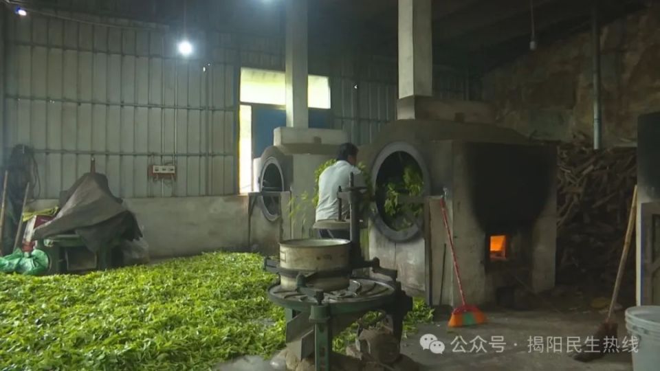 五房炒茶，茶香醉人_腾讯新闻