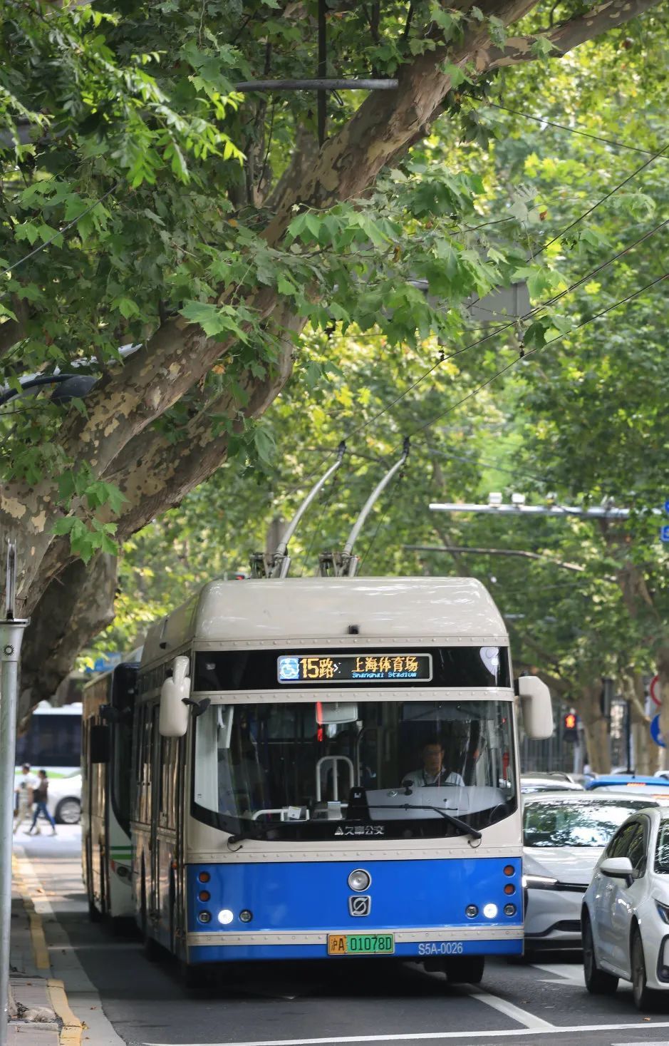 高高的梧桐树"盖"在马路上,阳光透过树叶照在地面,像点点繁星.