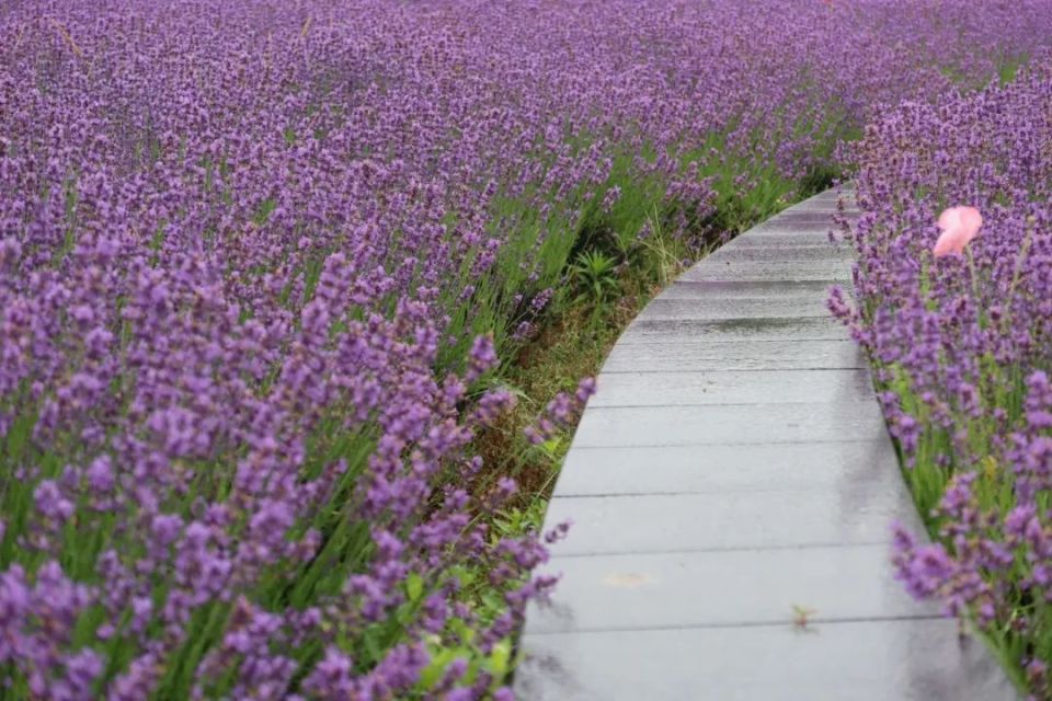 邂逅浪漫紫海,嘉定这里的薰衣草迎来颜值巅峰