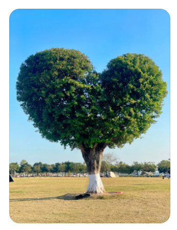 连树都是爱你的形状!珠海是懂浪漫的