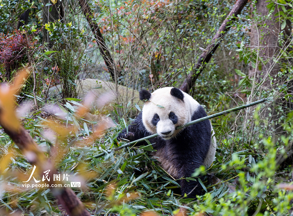 四川都江堰大熊猫萌态十足惹人爱