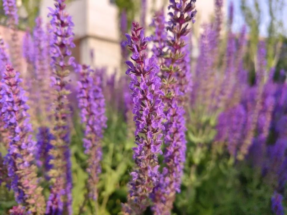 穗状花序,由无数朵蓝紫色小花组成.