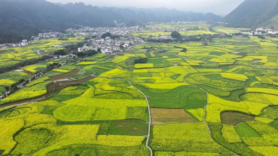【贵州山居】兴义：油菜花开春意浓～_腾讯新闻