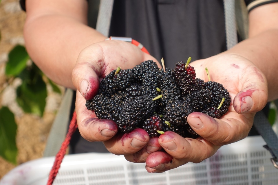 c视频攀枝花盐边鲜甜桑椹挂满枝品尝采摘正当时