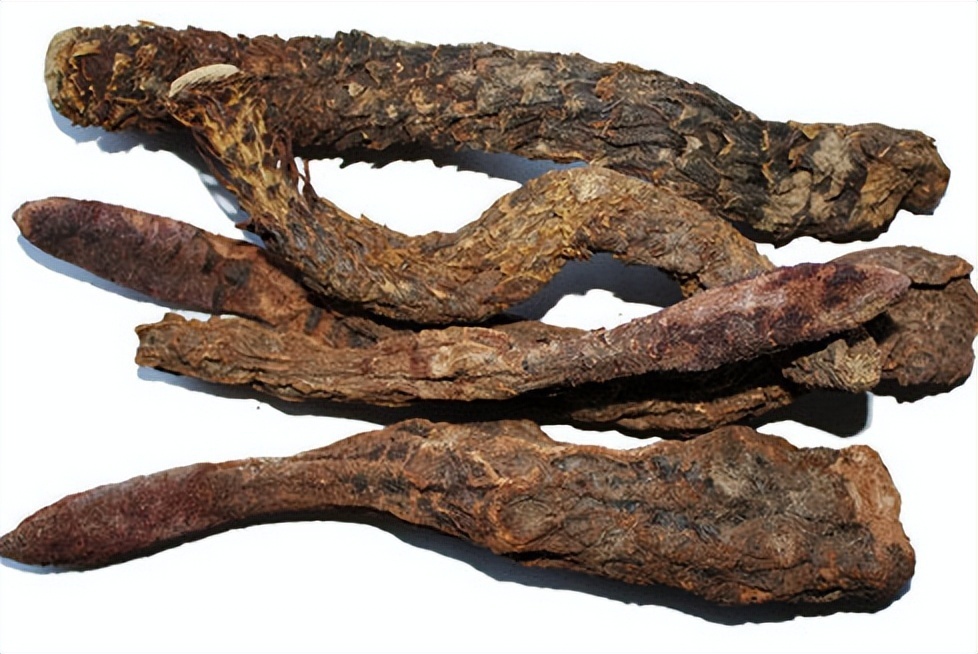 张掖特产甘肃奇草灵药肉苁蓉