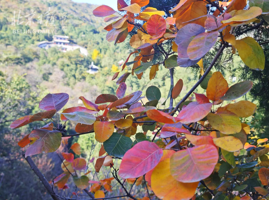 香山红叶实景图片