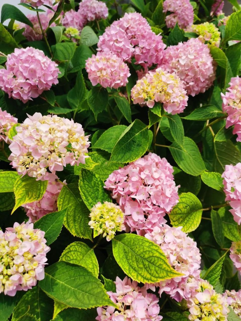 绣球花开"无尽夏",快来欣赏松江这里的浪漫"花海"