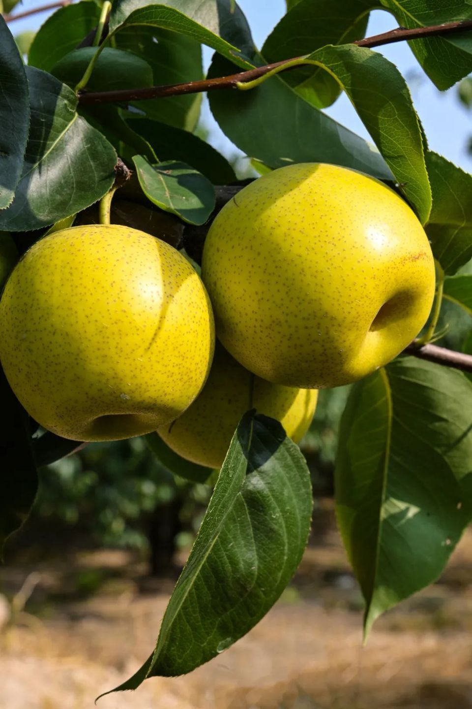 葡萄,黄桃,梨子,无花果.睢宁夏日水果采摘指南!