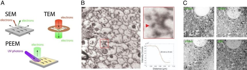 小鼠脑定位怎么固定追问daily ｜ 呼吸妙用：吸气接收线索，呼气重构记忆；动物有情感但无“人样”思维；使用食物揭示AI文化盲点与区域偏见_https://www.jmylbn.com_新闻资讯_第4张