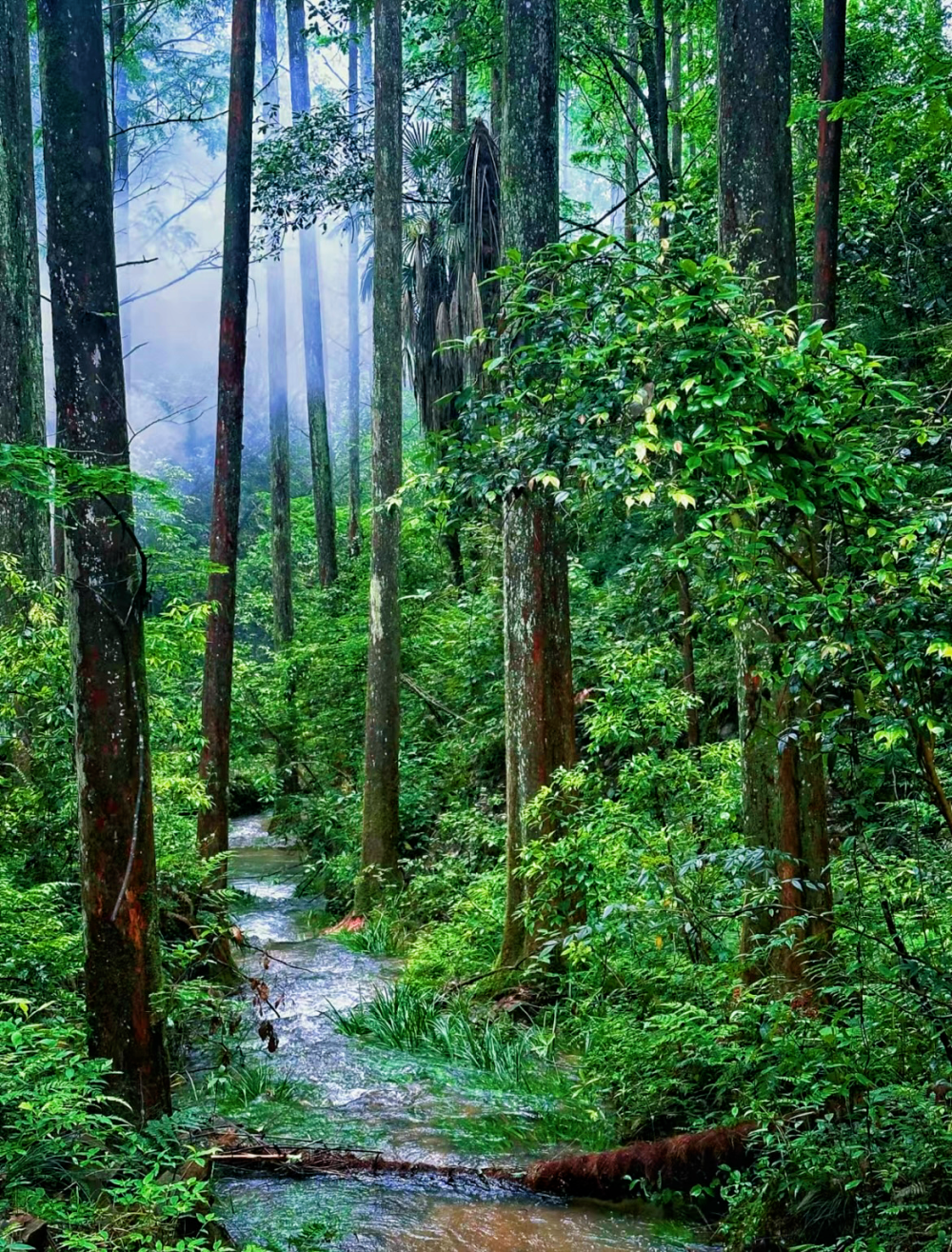 森林风景图片大全大图图片