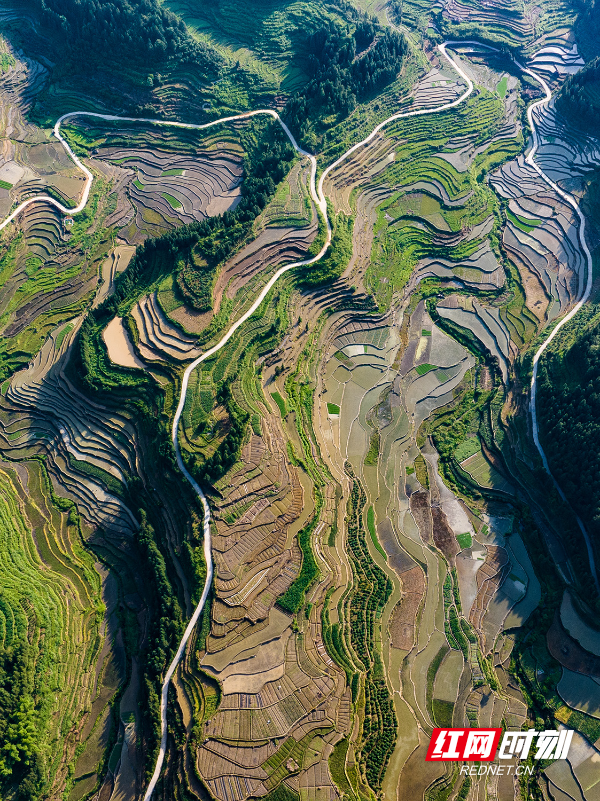 组图 | 中方江坪梯田美景如画