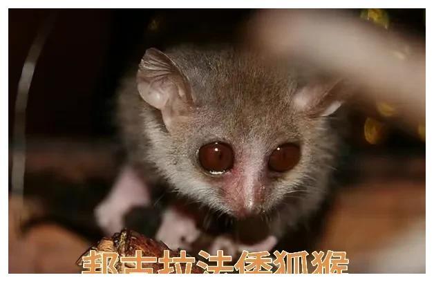 25种鼠狐猴科的小猴子,小的不到2两重