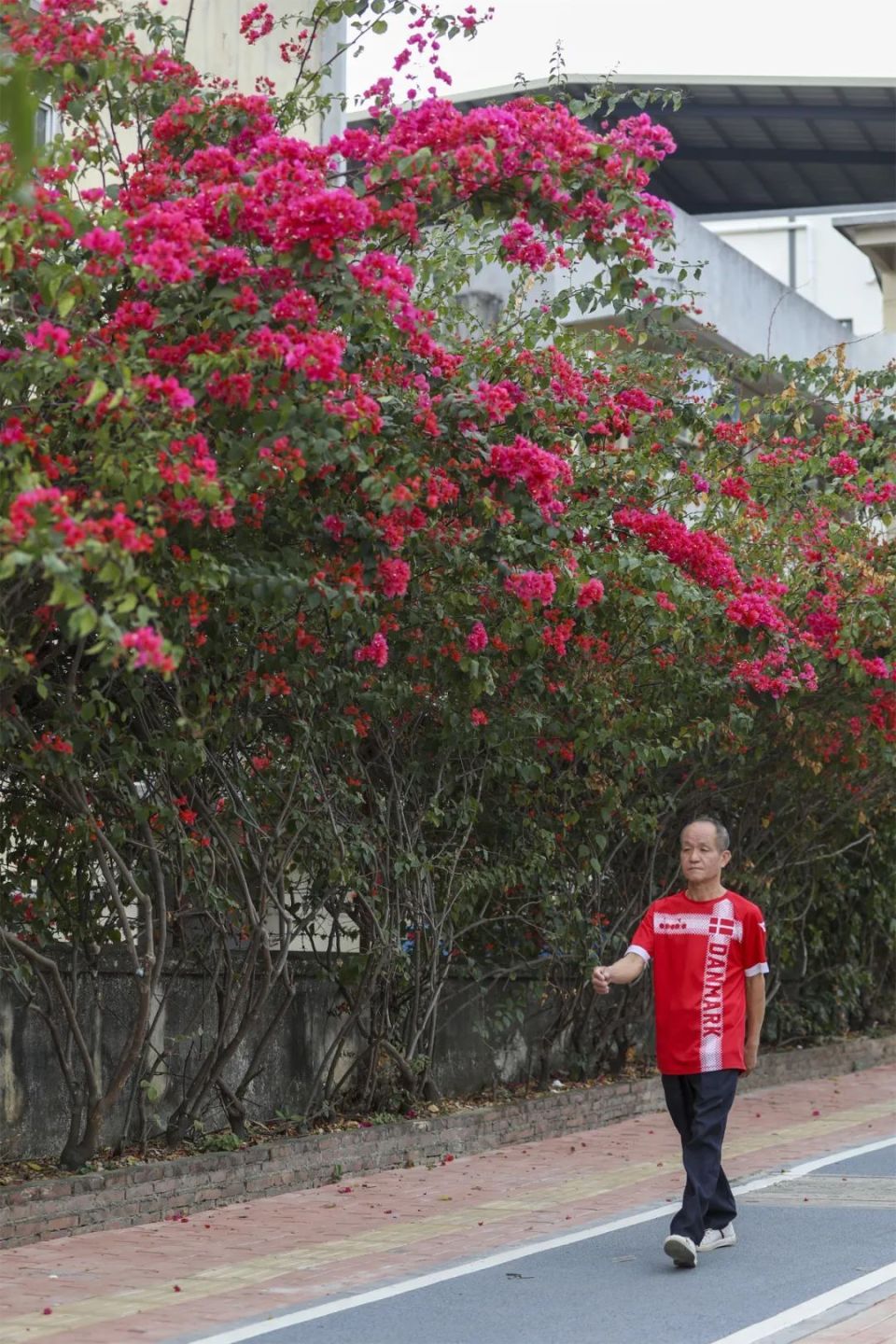 东莞格桑花花海图片