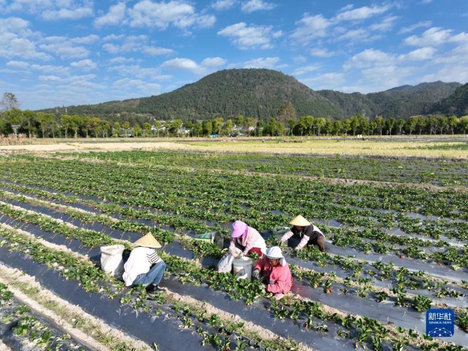 11月7日,在云南省腾冲市和顺镇,农民在田间管护草莓苗(无人机照片.