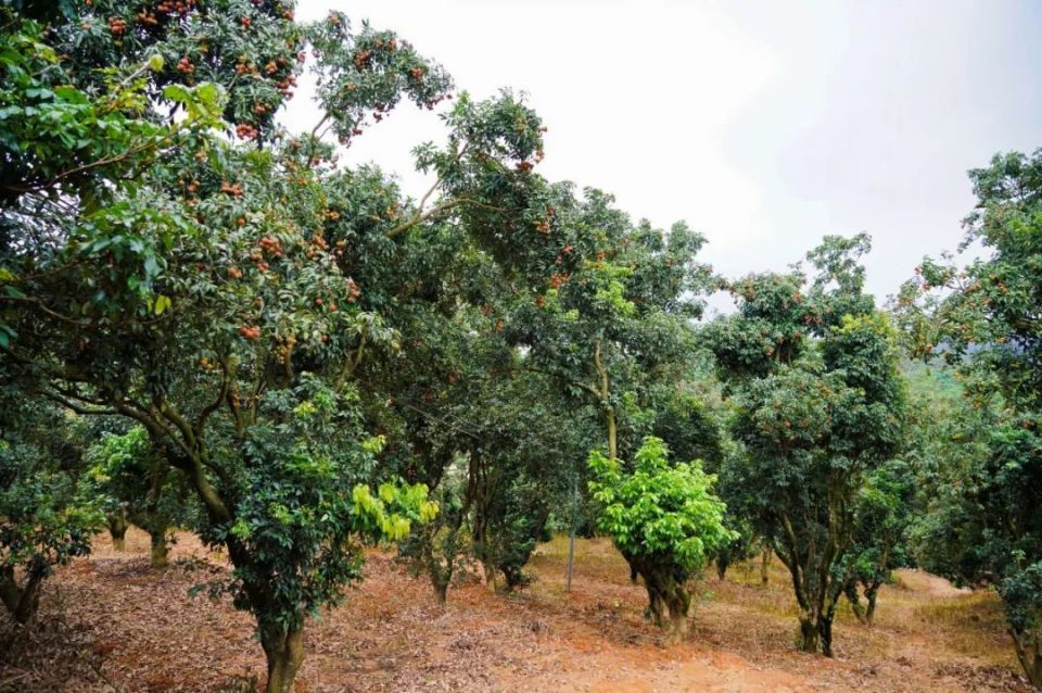 大岭山荔枝上市!产量暴减!今年糯米糍,桂味或飙升至100元/斤