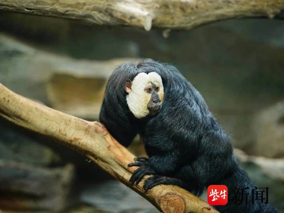 南京红山动物园白面僧面猴“杜杜”一家喜添新丁_腾讯新闻