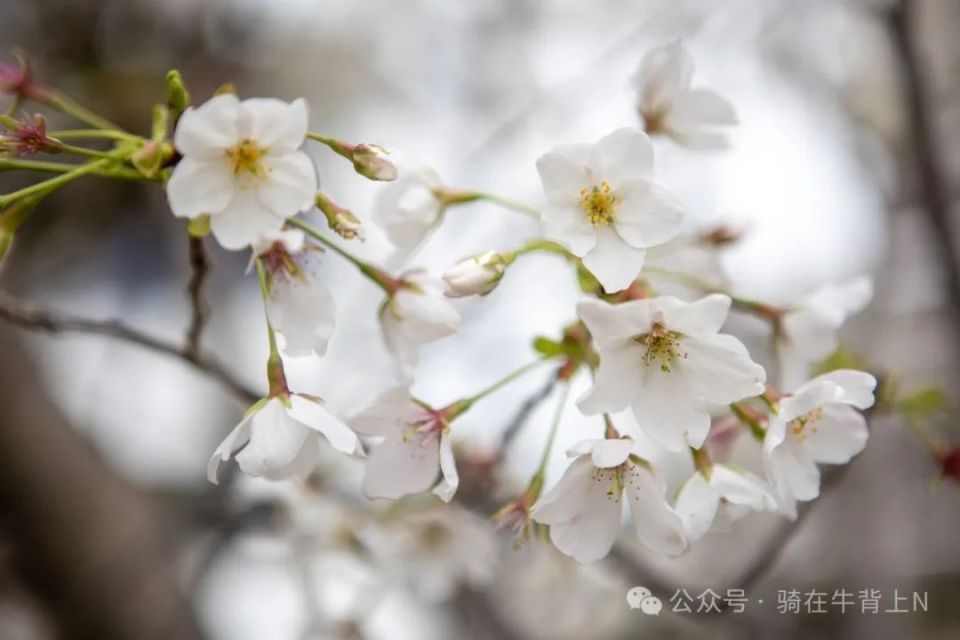 杭州西湖唯一的一棵绿樱花,长在孤岛上,需要坐船才能到达_腾讯新闻