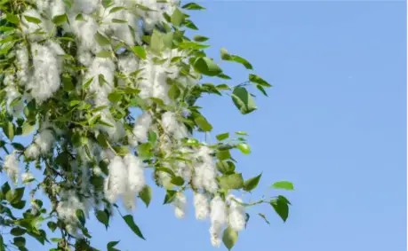 藏在4月"飘雪"背后的北京秘密