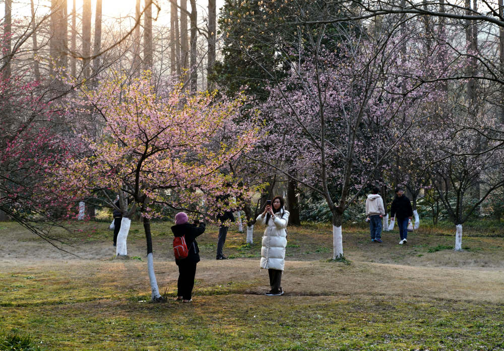 杭州早樱引客来