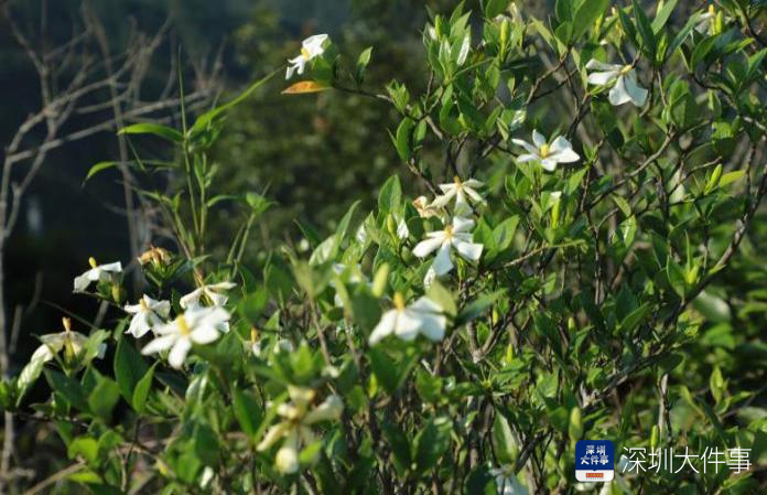 如丝绸般在山间绵延 深汕古驿道"上新"