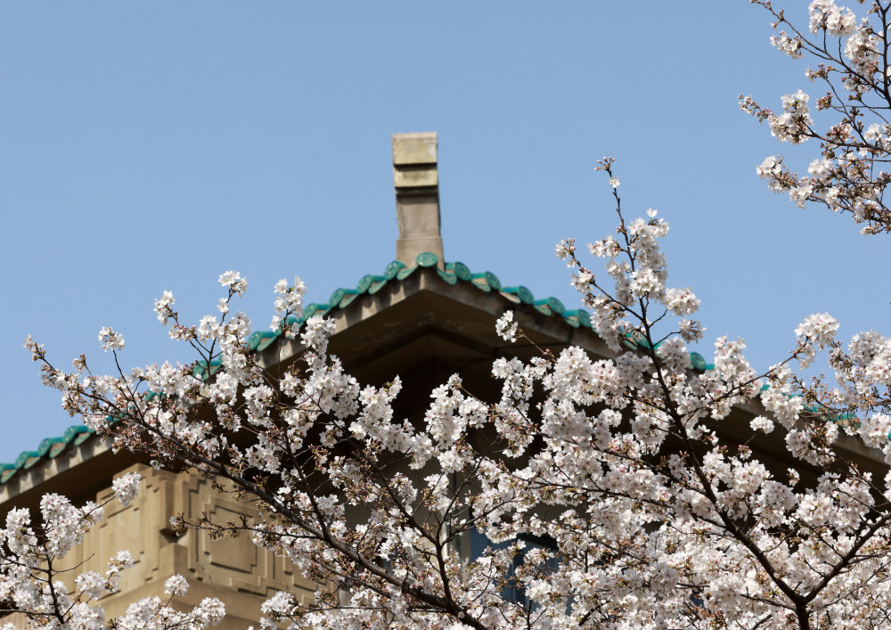 武汉大学樱花绽放