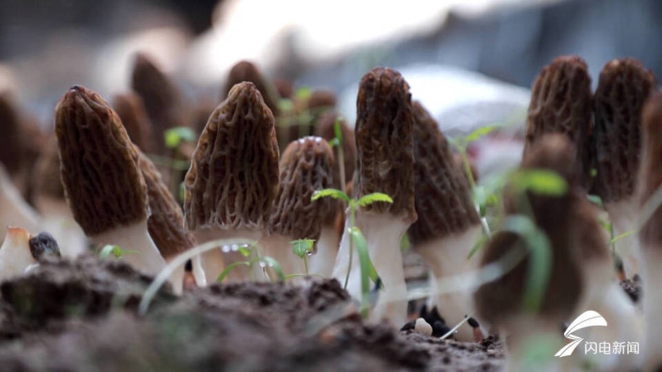 羊肚菌露天栽培技术图片