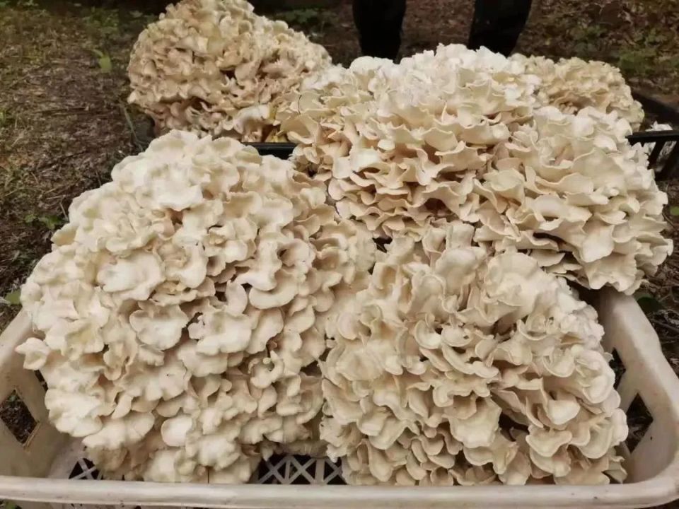 供不应求！昌平栗蘑进入采收季，还有多种吃法解锁——_腾讯新闻