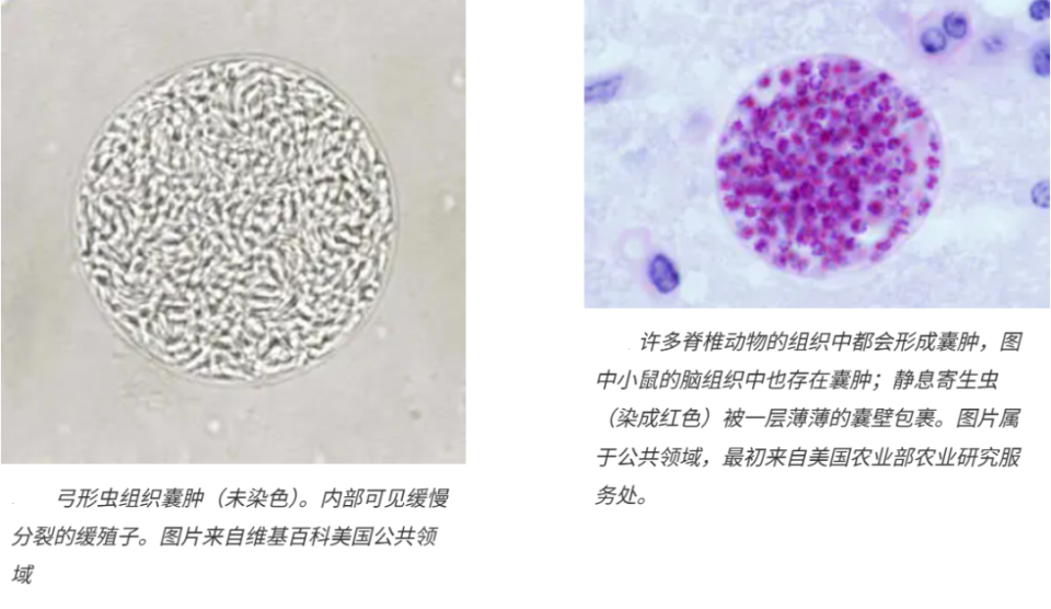 弓形虫正在"叫停"你的生育力!